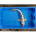 Carpe koi 35/40cm : yamatonishiki: n°4