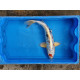 Carpe koi 35/40cm : yamatonishiki: n°4