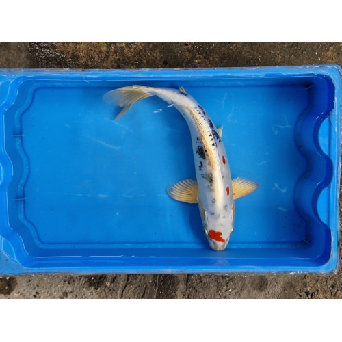 Carpe koi 35/40cm : n°4