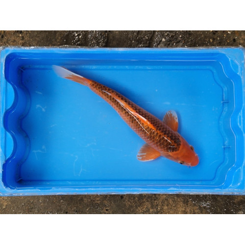 Carpe koi 35/40cm: n°5