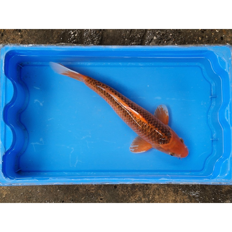 Carpe koi 35/40cm: n°5