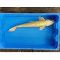 Carpe koi 35/40cm: n°6