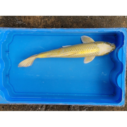 Carpe koi 35/40cm: n°6