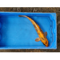 Carpe koi 35/40cm: ki utsuri: n°7