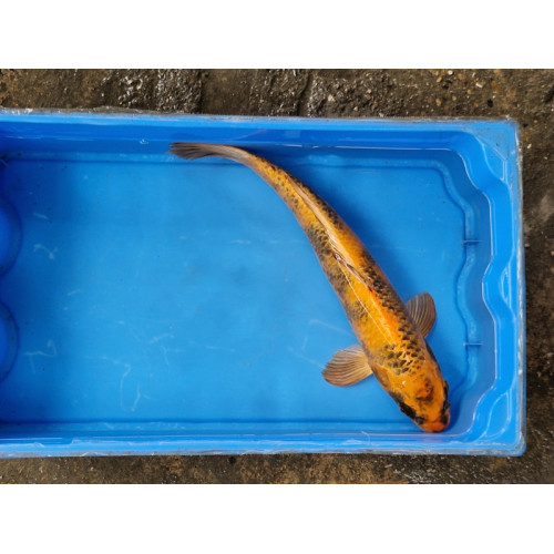 Carpe koi 35/40cm: n°7