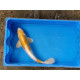 Carpe koi 35/40cm: n°8