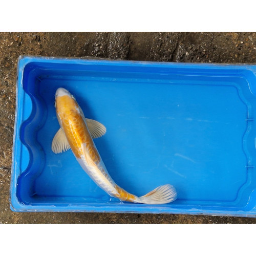 Carpe koi 35/40cm: n°8