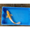 Carpe koi 35/40cm: doitsu hariwake: n°8