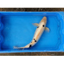 Carpe koi 35/40cm: bekko ginrin: n°9