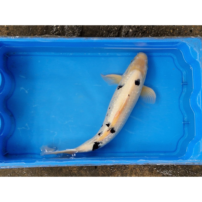 Carpe koi 35/40cm: n°9