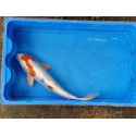 Carpe koi 35/40cm: n°10