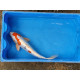 Carpe koi 35/40cm: n°10