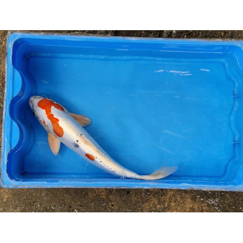 Carpe koi 35/40cm: n°10