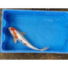 Carpe koi 35/40cm: n°10