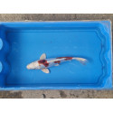 carpe koi 23/30cm: hariwake doitsu: n°1