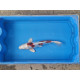 carpe koi 23/30cm: hariwake doitsu: n°1