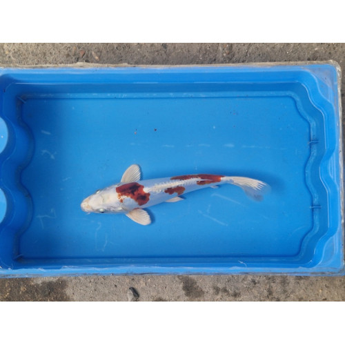 carpe koi 23/30cm: hariwake doitsu: n°1