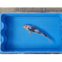 carpe koi 23/30cm: koi ginrin: n°3