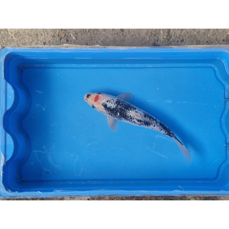 carpe koi 23/30cm: koi ginrin: n°3