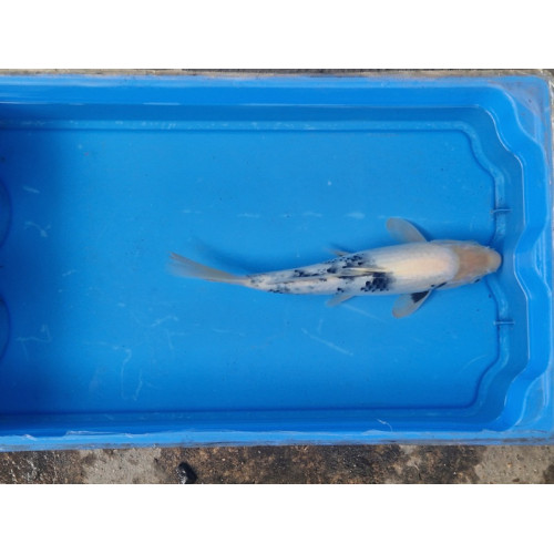 carpe koi 23/30cm: bekko:  n°4