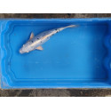 carpe koi 23/30cm: koi doitsu femelle: n°7