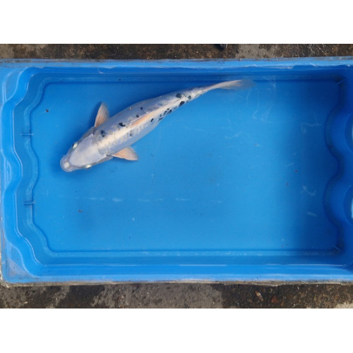 carpe koi 23/30cm: koi doitsu femelle: n°7