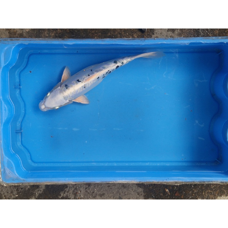 carpe koi 23/30cm: koi doitsu femelle: n°7