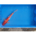 carpe koi 23/30cm: kohaku: n°8