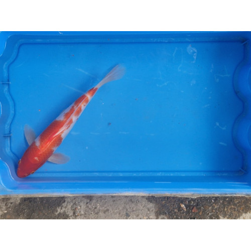 carpe koi 23/30cm: kohaku: n°8