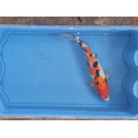 carpe koi 23/30cm: sanke: n°9
