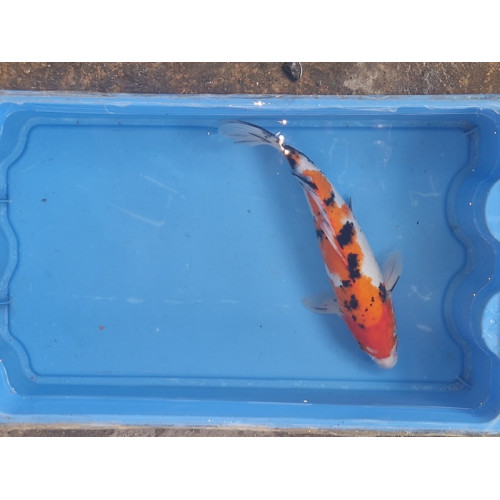 carpe koi 23/30cm: sanke: n°9
