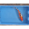 carpe koi 23/30cm: sanke: n°9