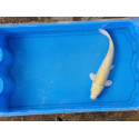 carpe koi 23/30cm: yamabuki: n°10