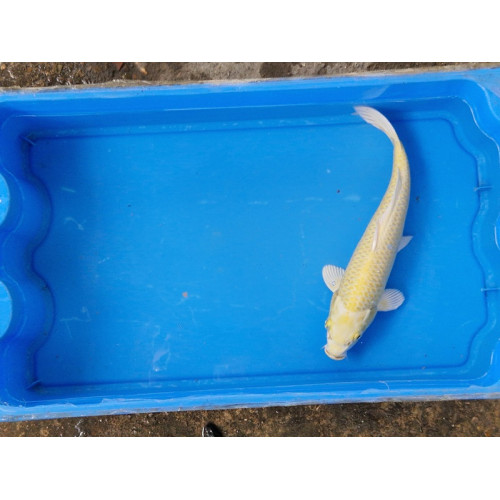 carpe koi 23/30cm: yamabuki: n°10