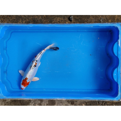 carpe koi 23/30cm: yamatonishiki: n°12