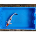 carpe koi 23/30cm: yamatonishiki: n°12