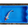 carpe koi 23/30cm: yamatonishiki: n°12