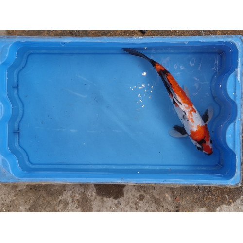 carpe koi 23/30cm: showa: n°13