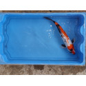 carpe koi 23/30cm: showa: n°13