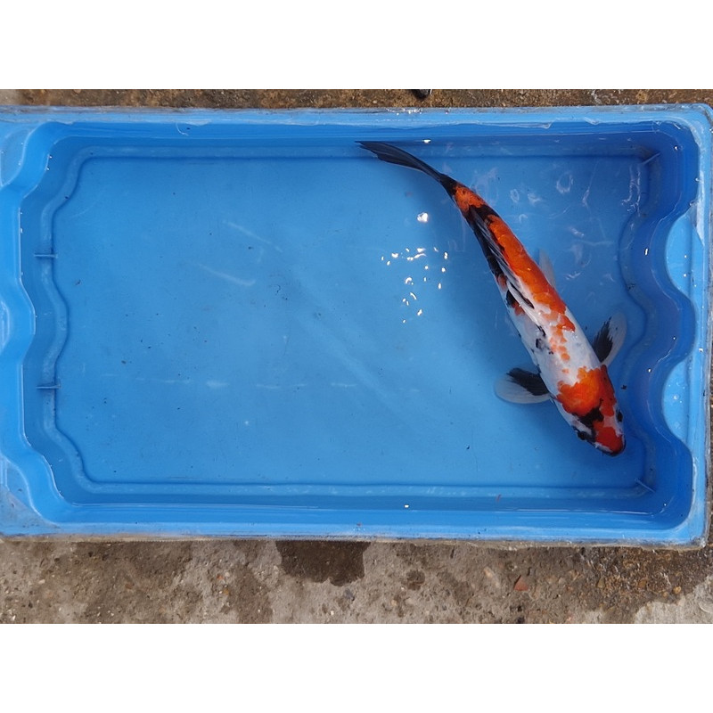 carpe koi 23/30cm: showa: n°13
