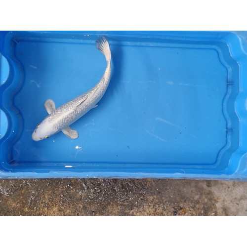 carpe koi 23/30cm: platinium ginrin: n°17