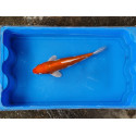 carpe koi 23/30cm: hariwake: n°18