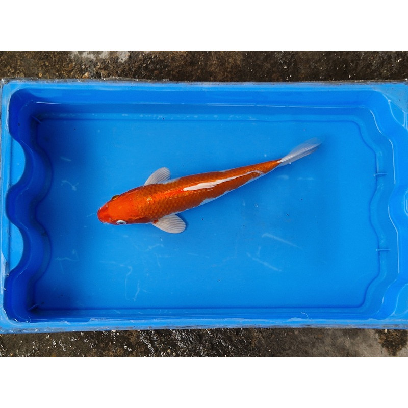 carpe koi 23/30cm: hariwake: n°18