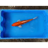 carpe koi 23/30cm: hariwake: n°18
