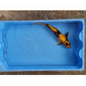 carpe koi 23/30cm: ki utsuri: n°19