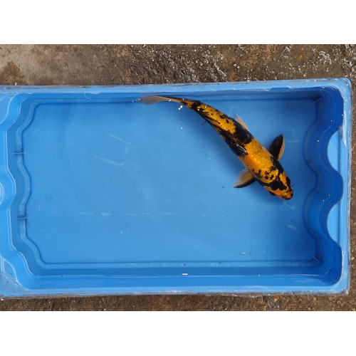 carpe koi 23/30cm: ki utsuri: n°19