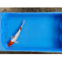 carpe koi 23/30cm: hariwake: n°20