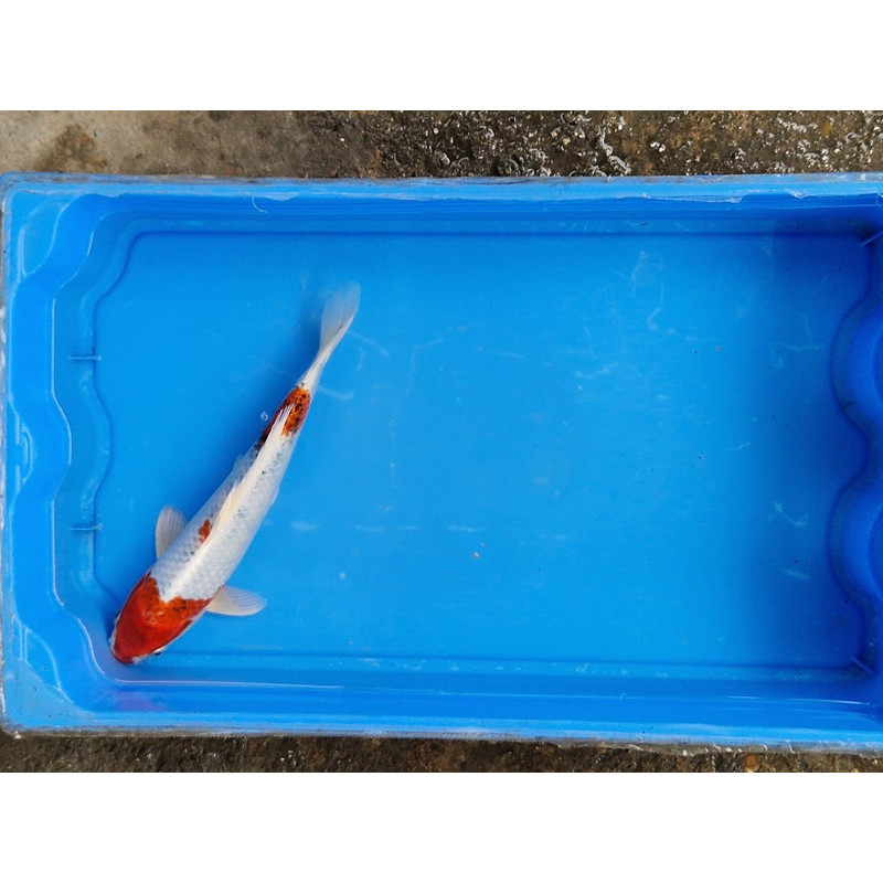 carpe koi 23/30cm: hariwake: n°20