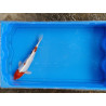 carpe koi 23/30cm: hariwake: n°20