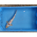 carpe koi 23/30cm : n°21